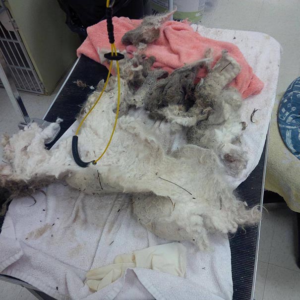 Shrek's Amazing Rescue Story: Abandoned Dog Goes From Woods To Loving Home Shrek's Amazing Rescue Story: Abandoned Dog Goes From Woods To Loving Home