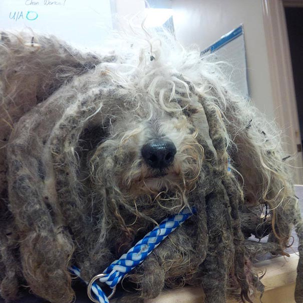 Shrek's Amazing Rescue Story: Abandoned Dog Goes From Woods To Loving Home Shrek's Amazing Rescue Story: Abandoned Dog Goes From Woods To Loving Home