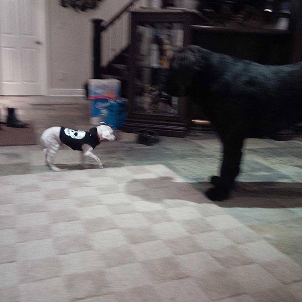 Shrek's Amazing Rescue Story: Abandoned Dog Goes From Woods To Loving Home