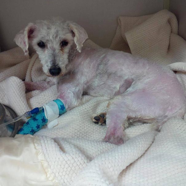 Shrek's Amazing Rescue Story: Abandoned Dog Goes From Woods To Loving Home