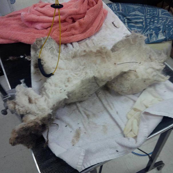 Shrek's Amazing Rescue Story: Abandoned Dog Goes From Woods To Loving Home Shrek's Amazing Rescue Story: Abandoned Dog Goes From Woods To Loving Home