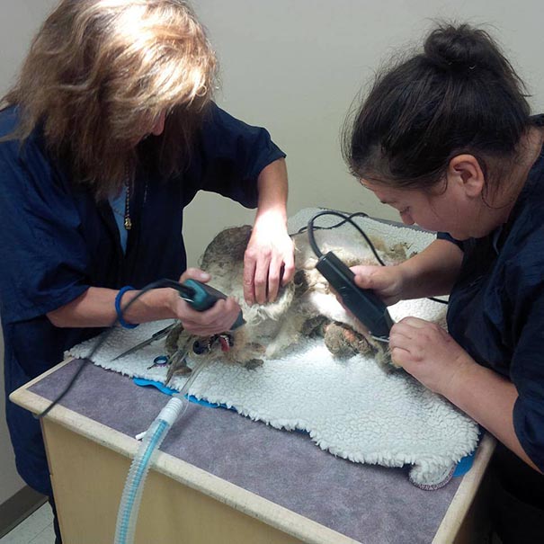 Shrek's Amazing Rescue Story: Abandoned Dog Goes From Woods To Loving Home Shrek's Amazing Rescue Story: Abandoned Dog Goes From Woods To Loving Home