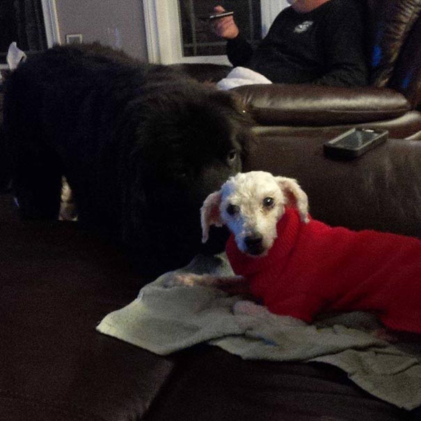 Shrek's Amazing Rescue Story: Abandoned Dog Goes From Woods To Loving Home Shrek's Amazing Rescue Story: Abandoned Dog Goes From Woods To Loving Home