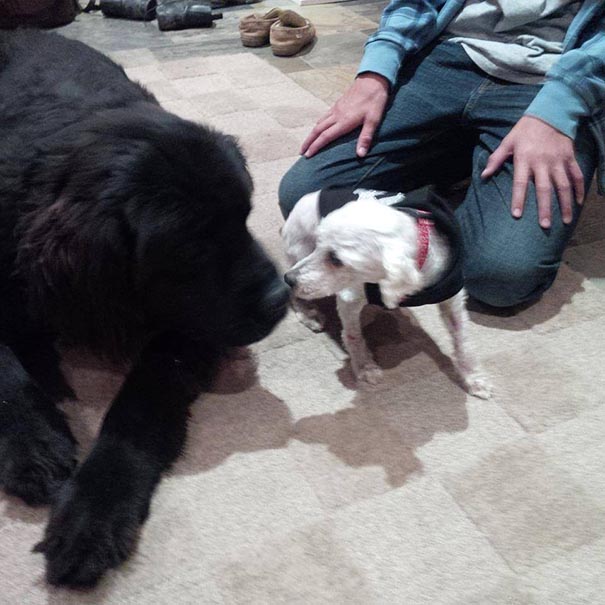 Shrek's Amazing Rescue Story: Abandoned Dog Goes From Woods To Loving Home Shrek's Amazing Rescue Story: Abandoned Dog Goes From Woods To Loving Home