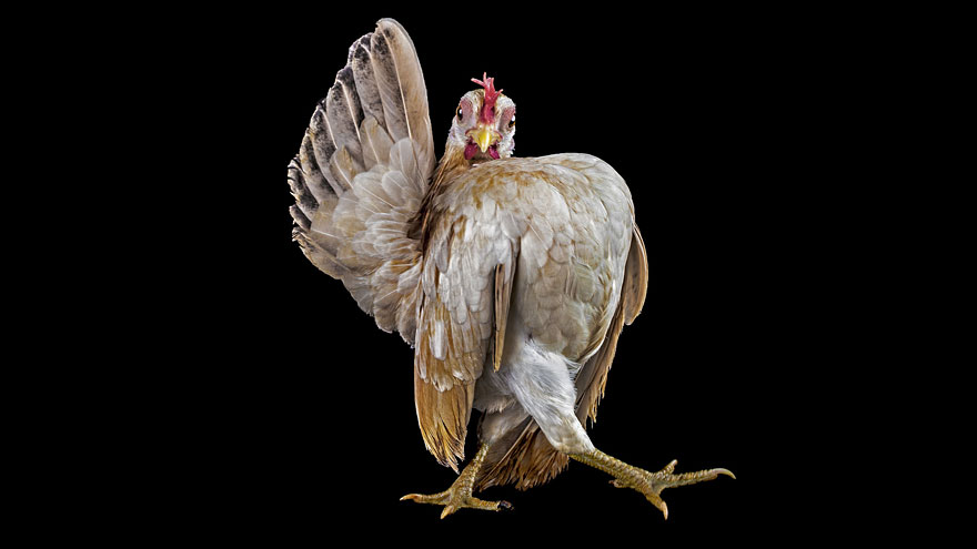 33 Breathtaking Photos from 2013 Sony World Photography Awards