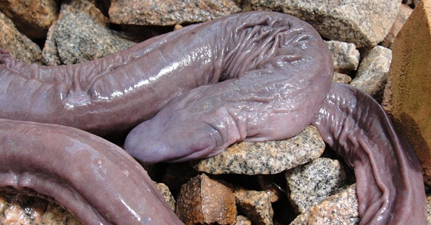 21 More Weird Animals You Didn’t Know Exist 21 More Weird Animals You Didn’t Know Exist