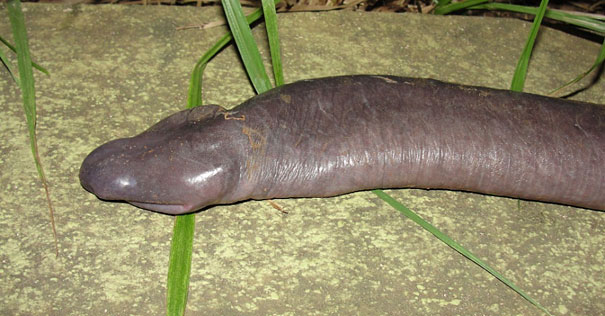 21 More Weird Animals You Didn’t Know Exist 21 More Weird Animals You Didn’t Know Exist