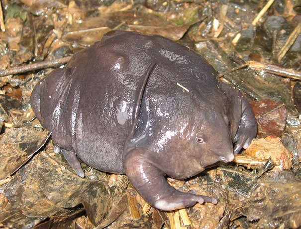 21 More Weird Animals You Didn’t Know Exist 21 More Weird Animals You Didn’t Know Exist