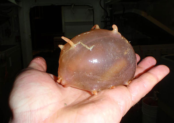 21 More Weird Animals You Didn’t Know Exist