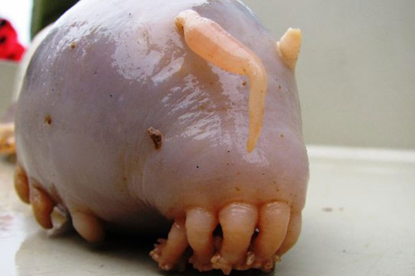 21 More Weird Animals You Didn’t Know Exist 21 More Weird Animals You Didn’t Know Exist