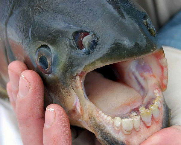 21 More Weird Animals You Didn’t Know Exist 21 More Weird Animals You Didn’t Know Exist