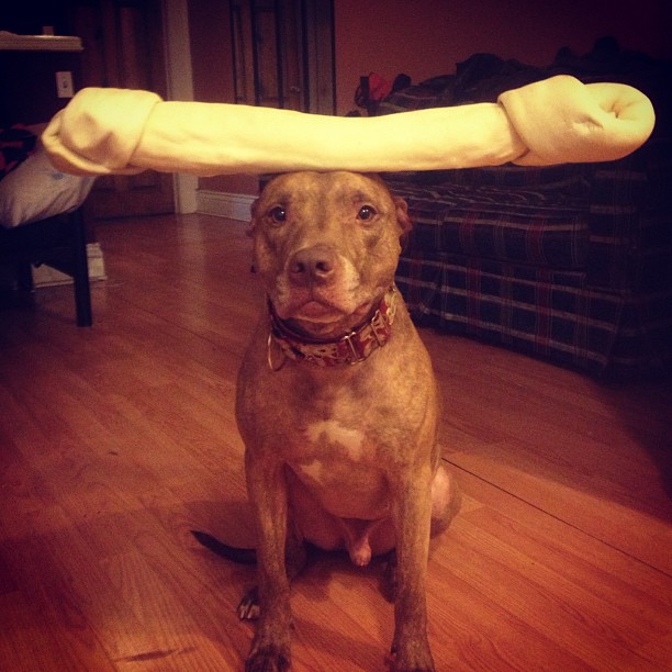 Meet Scout, The World's Most Patient Dog Who Can Balance Anything On His Head