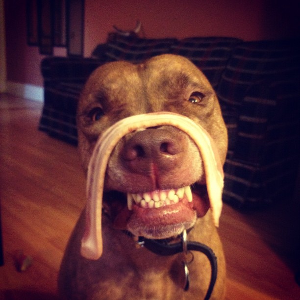 Meet Scout, The World's Most Patient Dog Who Can Balance Anything On His Head