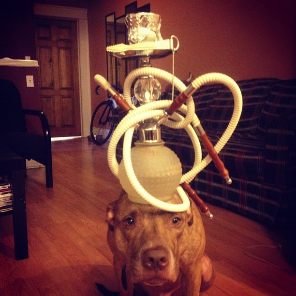 Meet Scout, The World's Most Patient Dog Who Can Balance Anything On His Head