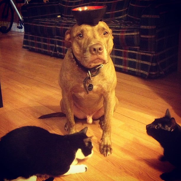 Meet Scout, The World's Most Patient Dog Who Can Balance Anything On His Head