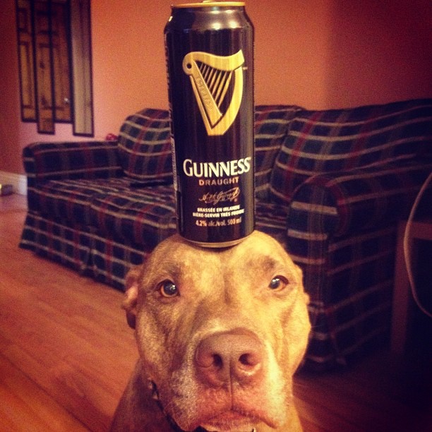 Meet Scout, The World's Most Patient Dog Who Can Balance Anything On His Head
