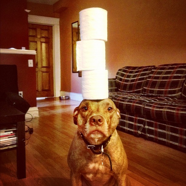 Meet Scout, The World's Most Patient Dog Who Can Balance Anything On His Head