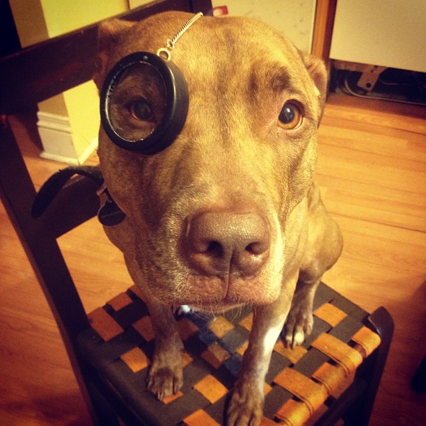 Meet Scout, The World's Most Patient Dog Who Can Balance Anything On His Head