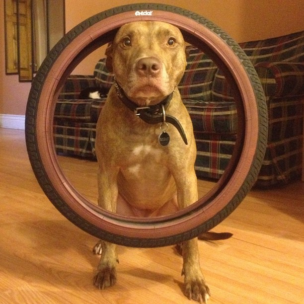 Meet Scout, The World's Most Patient Dog Who Can Balance Anything On His Head Meet Scout, The World's Most Patient Dog Who Can Balance Anything On His Head