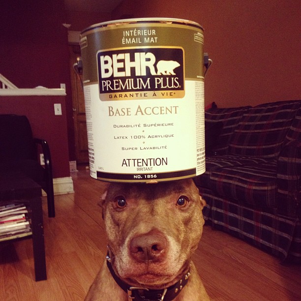 Meet Scout, The World's Most Patient Dog Who Can Balance Anything On His Head