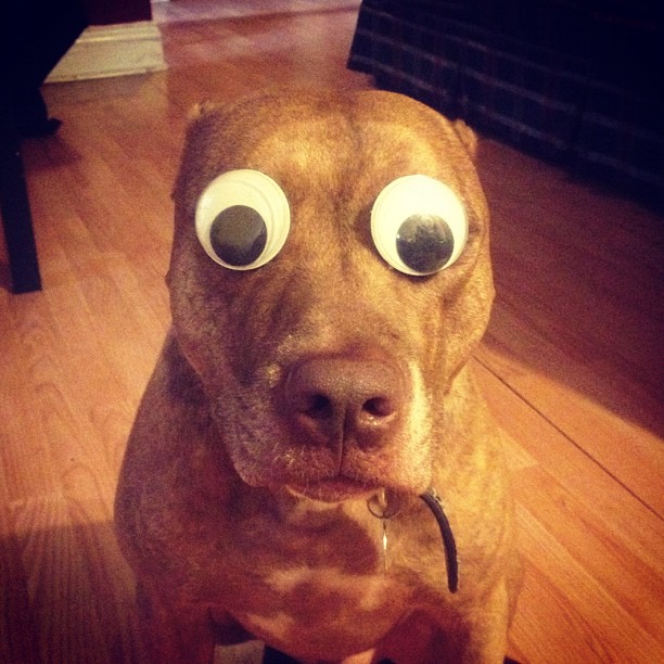 Meet Scout, The World's Most Patient Dog Who Can Balance Anything On His Head