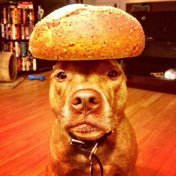 Meet Scout, The World's Most Patient Dog Who Can Balance Anything On His Head