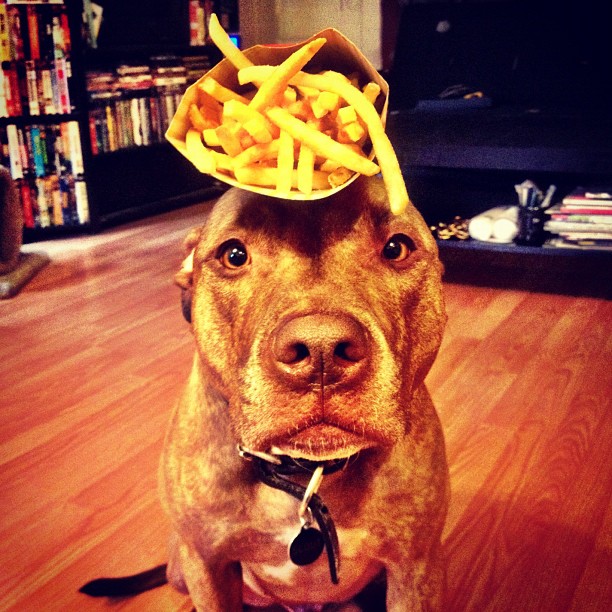 Meet Scout, The World's Most Patient Dog Who Can Balance Anything On His Head