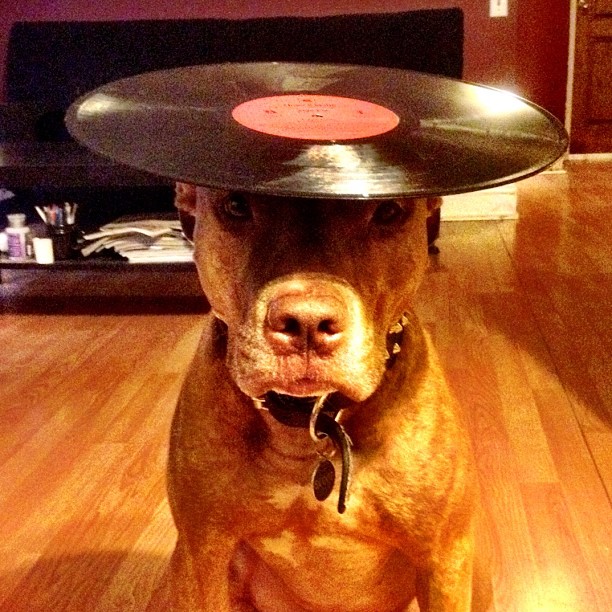 Meet Scout, The World's Most Patient Dog Who Can Balance Anything On His Head