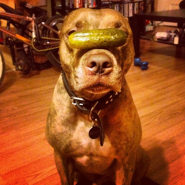 Meet Scout, The World's Most Patient Dog Who Can Balance Anything On His Head Meet Scout, The World's Most Patient Dog Who Can Balance Anything On His Head