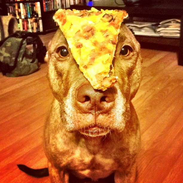 Meet Scout, The World's Most Patient Dog Who Can Balance Anything On His Head Meet Scout, The World's Most Patient Dog Who Can Balance Anything On His Head