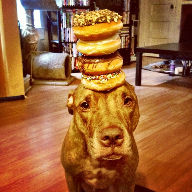 Meet Scout, The World's Most Patient Dog Who Can Balance Anything On His Head Meet Scout, The World's Most Patient Dog Who Can Balance Anything On His Head