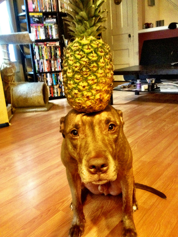 Meet Scout, The World's Most Patient Dog Who Can Balance Anything On His Head Meet Scout, The World's Most Patient Dog Who Can Balance Anything On His Head