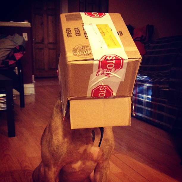 Meet Scout, The World's Most Patient Dog Who Can Balance Anything On His Head