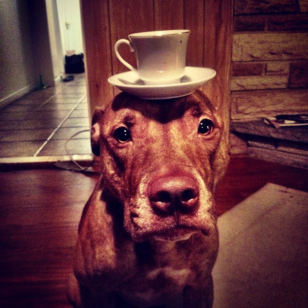 Meet Scout, The World's Most Patient Dog Who Can Balance Anything On His Head Meet Scout, The World's Most Patient Dog Who Can Balance Anything On His Head
