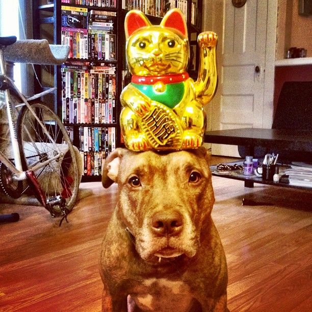 Meet Scout, The World's Most Patient Dog Who Can Balance Anything On His Head