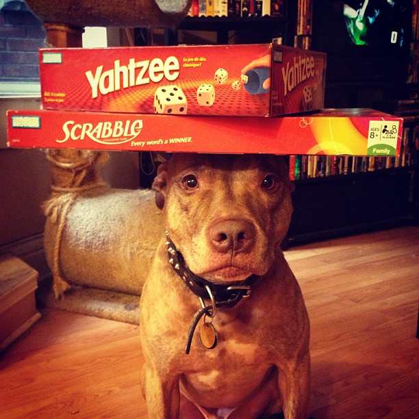 Meet Scout, The World's Most Patient Dog Who Can Balance Anything On His Head Meet Scout, The World's Most Patient Dog Who Can Balance Anything On His Head