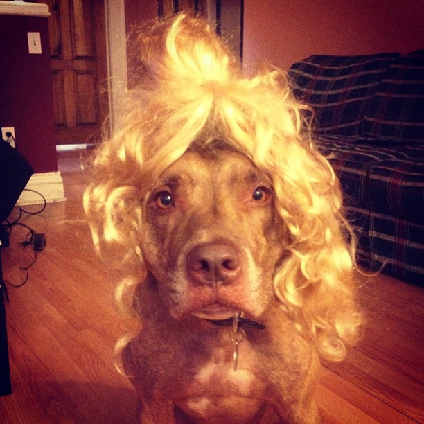 Meet Scout, The World's Most Patient Dog Who Can Balance Anything On His Head