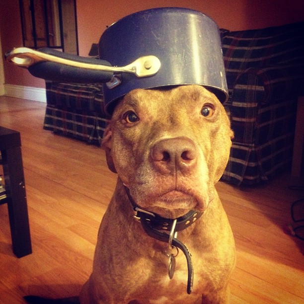 Meet Scout, The World's Most Patient Dog Who Can Balance Anything On His Head