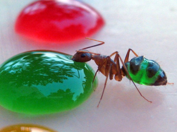 Translucent Ants Eating Colored Liquids