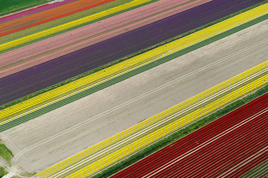 Flying over the Tulip Fields in the Netherlands