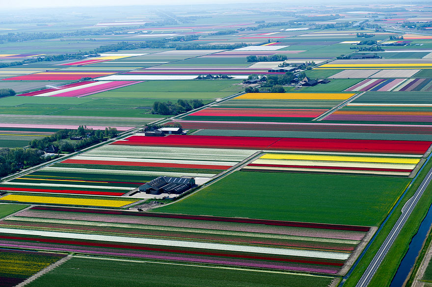 Flying over the Tulip Fields in the Netherlands