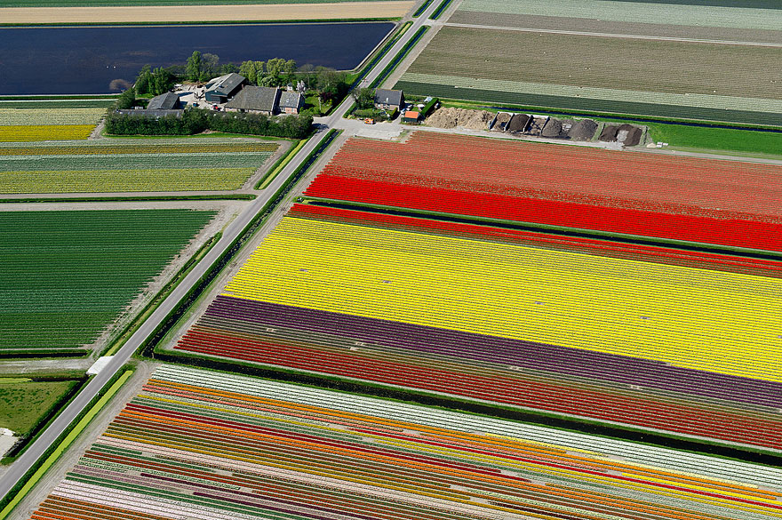 Flying over the Tulip Fields in the Netherlands