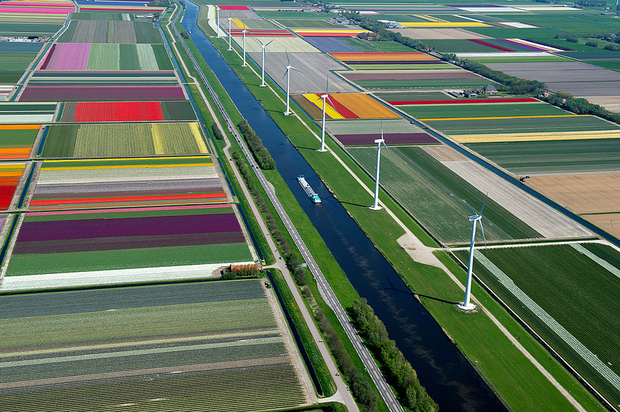Flying over the Tulip Fields in the Netherlands