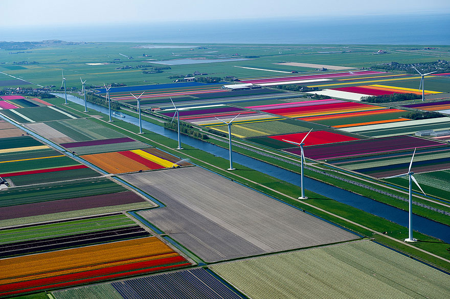 Flying over the Tulip Fields in the Netherlands Flying over the Tulip Fields in the Netherlands