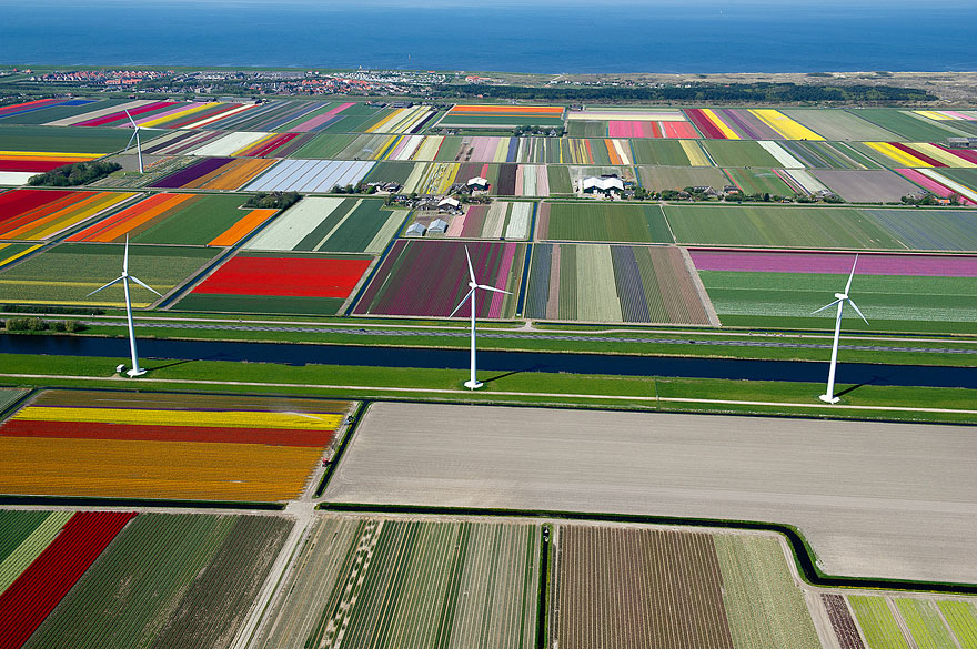 Flying over the Tulip Fields in the Netherlands Flying over the Tulip Fields in the Netherlands