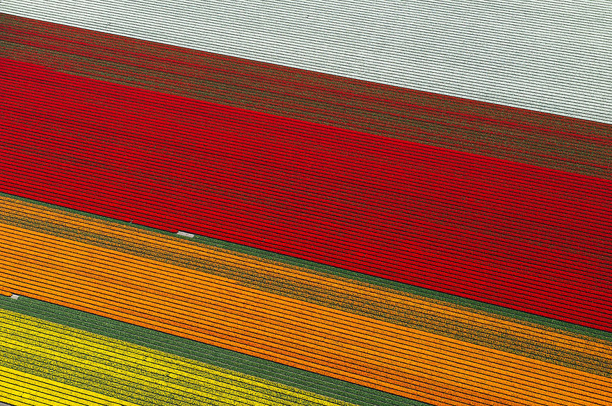 Flying over the Tulip Fields in the Netherlands Flying over the Tulip Fields in the Netherlands