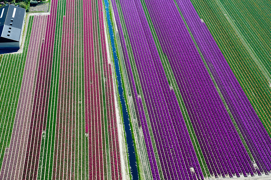 Flying over the Tulip Fields in the Netherlands Flying over the Tulip Fields in the Netherlands