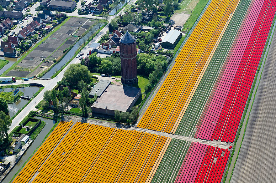 Flying over the Tulip Fields in the Netherlands