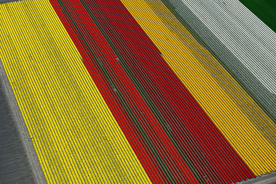 Flying over the Tulip Fields in the Netherlands