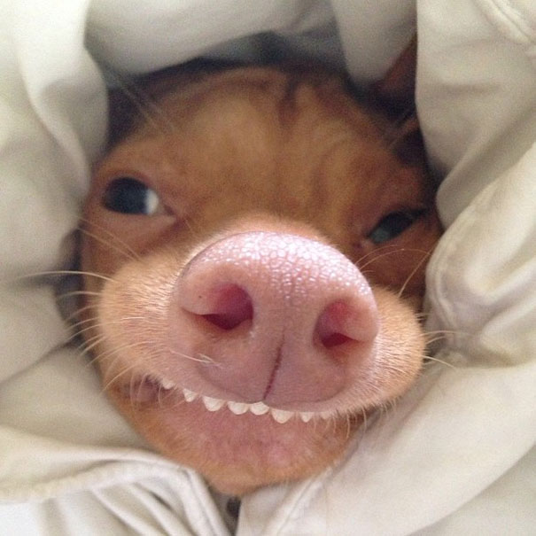 Tuna The Abandonded Puppy Becomes Adorable Internet Sensation Tuna The Abandonded Puppy Becomes Adorable Internet Sensation